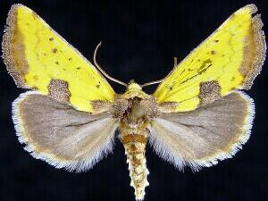 Stiria sulphurea