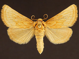 Nocloa duplicatus