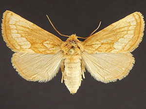 Nocloa duplicatus