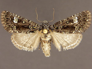 Paramiana callaisata