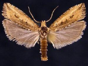 Bactra verutana