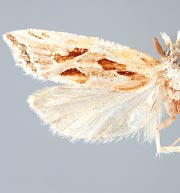 Aethes triassumenta