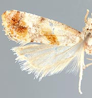 Anacochylidia maderana