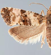 Cochylichroa atricapitana