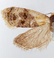 Phalonidia basiochreana