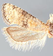 Cybilla hubbardana