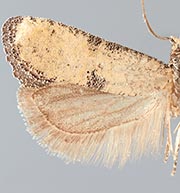 Cybilla hubbardana