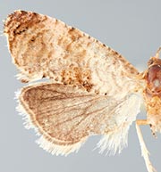 Thyraylia wiscana