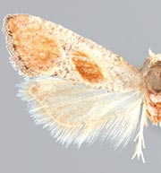 Mimcochylis fulvotinctana