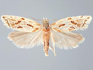 Aethes triassumenta