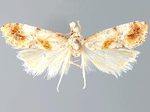 Anacochylidia maderana