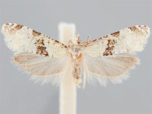 Saphenista bartellae