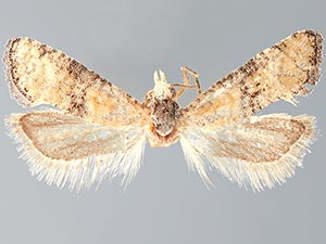 Cybilla hubbardana