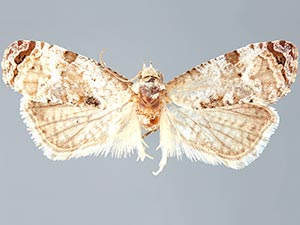 Thyraylia wiscana