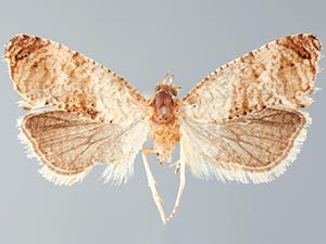 Thyraylia wiscana