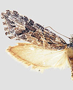 Araeolepia subfasciella
