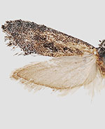Araeolepia subfasciella
