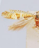 Argyresthia chalcochrysa