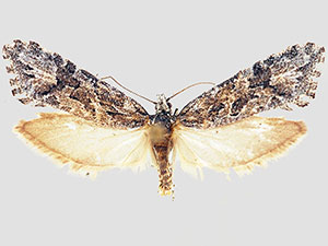 Araeolepia subfasciella