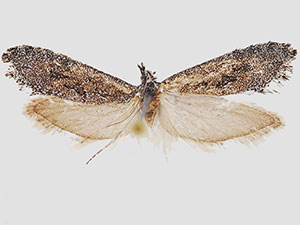 Araeolepia subfasciella