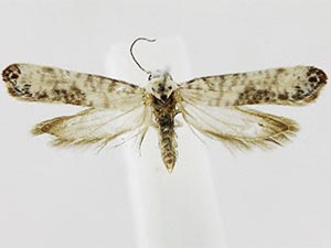 Atemelia casimiroae