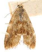 Anthophila alpinella