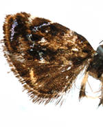 Protochoreutis dyarella