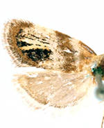 Pseudocaloreas extrincicella