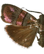 Tortyra iocyaneus