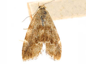 Anthophila alpinella