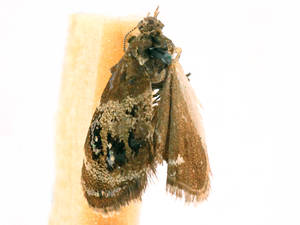 Protochoreutis sororculella