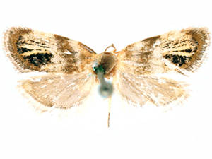 Pseudocaloreas extrincicella