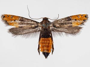 Lepidotarphius perornatella