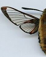 Hemaris diffinis