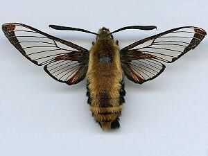 Hemaris diffinis