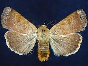 Abagrotis mexicana