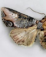 Admetovis oxymorus