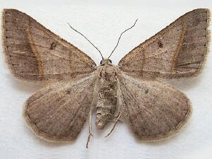 Digrammia neptaria