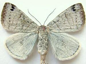 Caenurgina caerulea