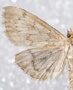 Anania extricalis