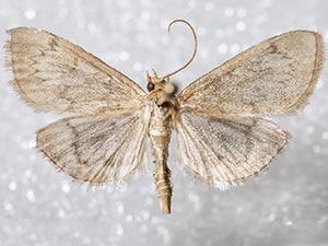 Anania extricalis