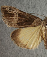 Hypena opulenta