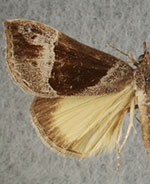 Hypena opulenta