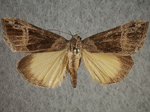 Hypena opulenta