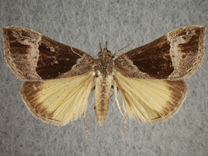 Hypena opulenta