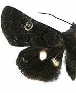 Copanarta sexpunctata