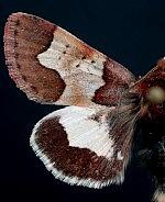 Heliothis proruptus