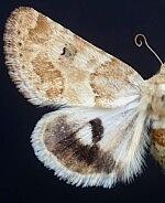 Schinia erosa