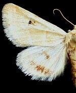 Schinia erosa