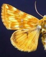 Xanthothrix neumoegeni